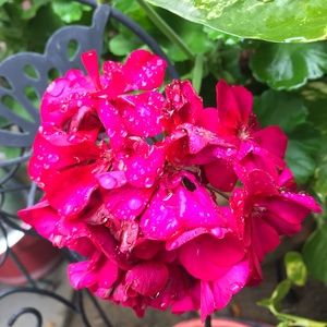 Meet your Posher, Cheryl